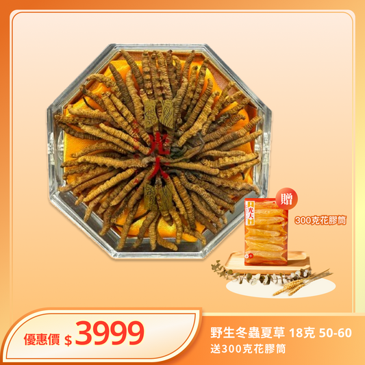 野生冬蟲夏草 18克 50-60